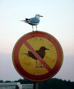 Break the Rules! (photo by Scott Kleinberg) via Flickr Creative Commons