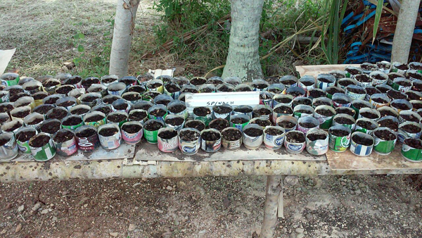 Rows of jars with seeds of various vegetables, all labelled.