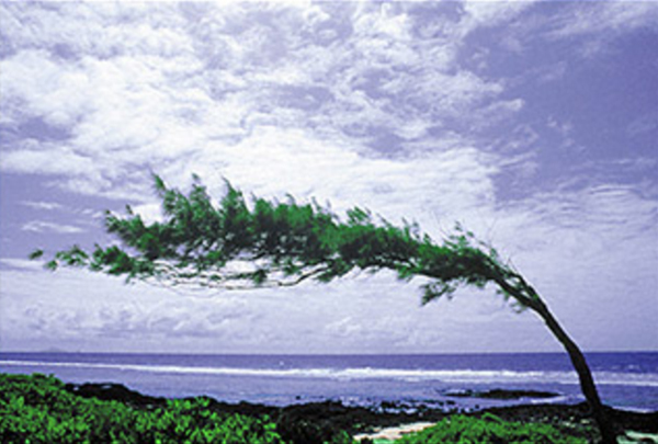 Image of a tree extremely bent from harsh winds