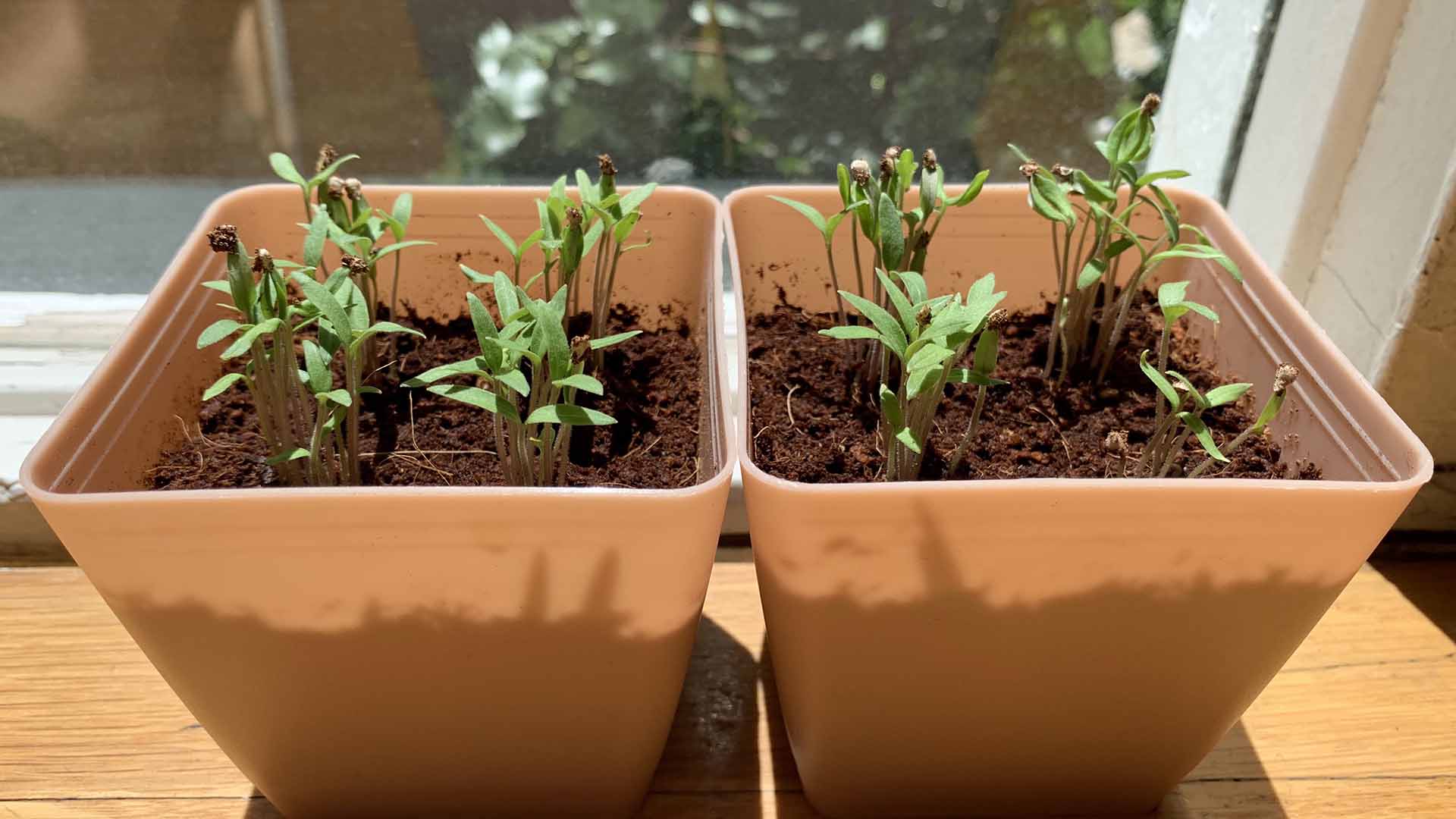 growing_tomatoes