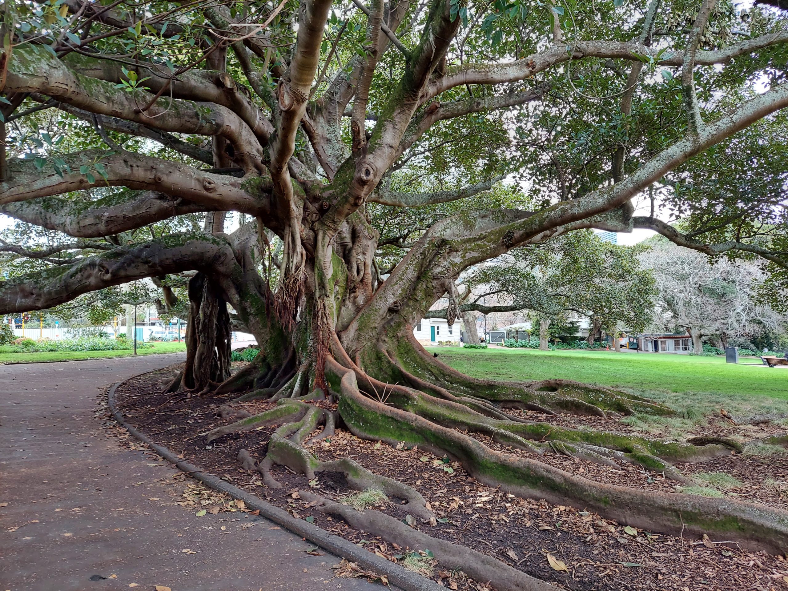 A very large tree in Auckland NZ
